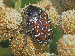 Leucocelis adspersa adspersa