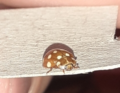 Calvia quatuordecimguttata