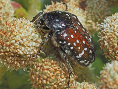 Leucocelis adspersa adspersa