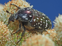 Leucocelis adspersa adspersa