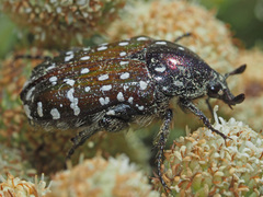 Leucocelis adspersa adspersa