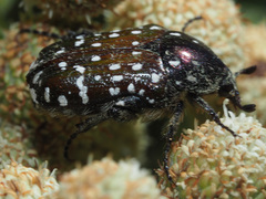 Leucocelis adspersa adspersa