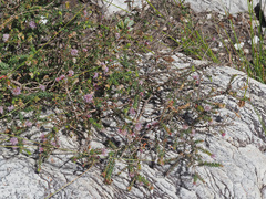 Agathosma juniperifolia