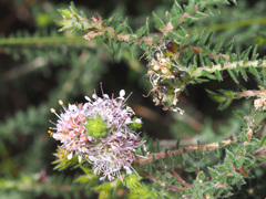Agathosma juniperifolia