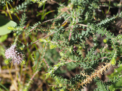 Agathosma juniperifolia