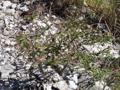 Agathosma juniperifolia