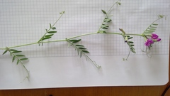 Vicia sativa nigra