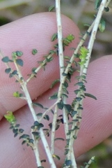 Agathosma orbicularis