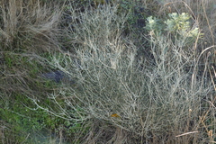 Agathosma orbicularis