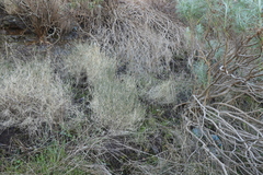 Agathosma orbicularis