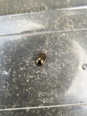 Chrysolina bankii