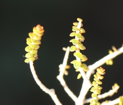 Agathosma orbicularis