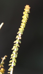 Agathosma orbicularis