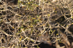 Agathosma orbicularis
