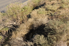 Agathosma orbicularis