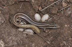 Plestiodon multivirgatus