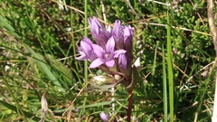 Gentianella ramosa