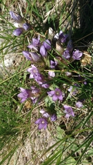 Gentianella ramosa