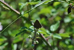 Satyrium esculi