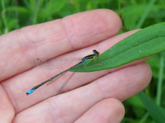 Enallagma antennatum