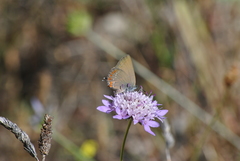 Satyrium esculi