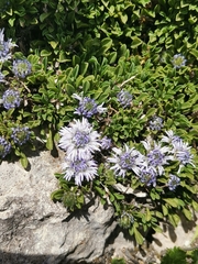 Globularia repens