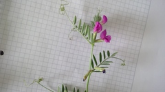 Vicia sativa nigra