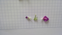 Vicia sativa nigra