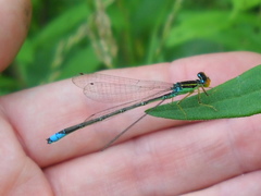 Enallagma antennatum