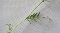 Vicia sativa nigra