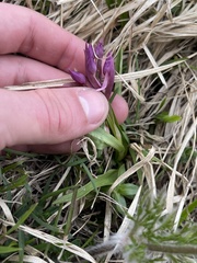 Dactylorhiza sambucina