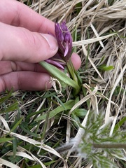 Dactylorhiza sambucina