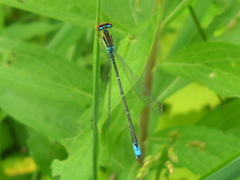 Enallagma antennatum