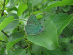 Callophrys chalybeitincta