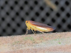 Idiodonus kennicotti