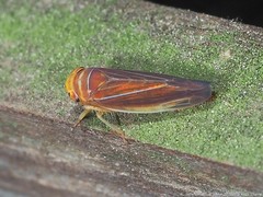 Idiodonus kennicotti