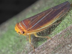 Idiodonus kennicotti