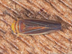 Idiodonus kennicotti