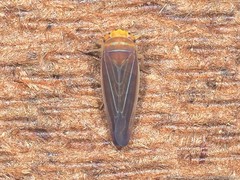 Idiodonus kennicotti