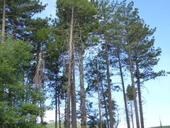 Pinus coulteri