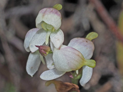 Disa uncinata