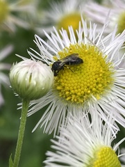 Hylaeus modestus