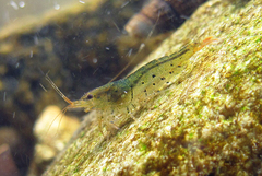 Caridina cantonensis