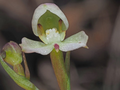 Disa uncinata
