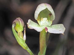 Disa uncinata