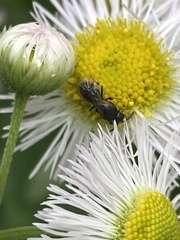 Hylaeus modestus