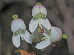 Disa uncinata