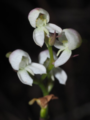 Disa uncinata