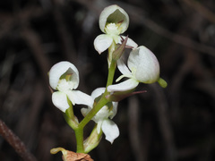 Disa uncinata