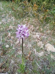 Orchis simia